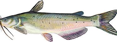 ChannelCatfish2.JPG