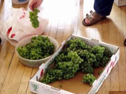 yard_06GrapeHarvest.JPG