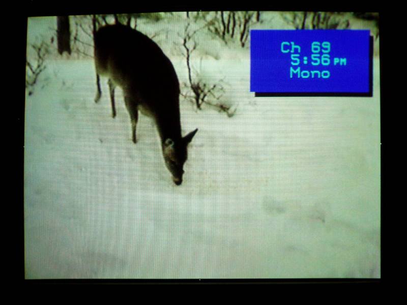 Deer01_22_08_4.JPG