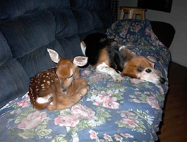 DogAndFawn.jpg