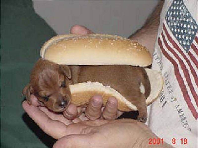 WienerDog.jpg