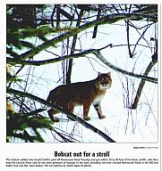 Bobcat-2-24-10.jpg