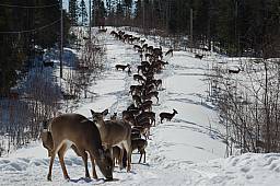 Deer-SnowmobileTrail.jpg