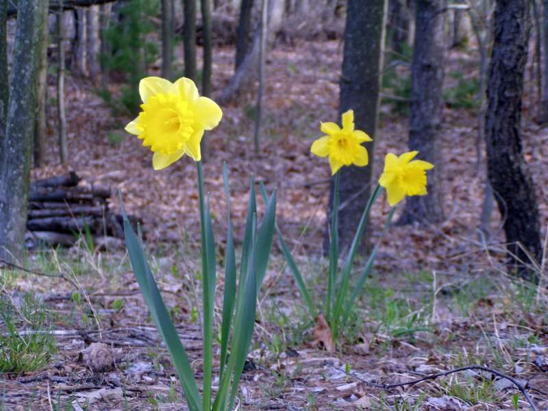 Daffodils_4-20-10_02.jpg