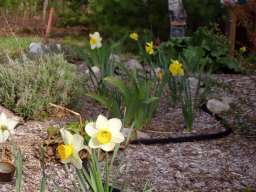 Daffodils_4-20-10_07.jpg