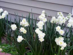 Daffodils_4-20-10_08.jpg