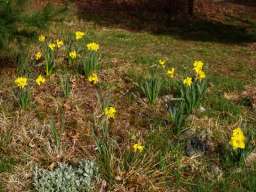 Daffodils_4-20-10_09.jpg