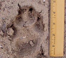 AnimalTrack0508.jpg