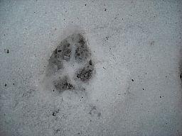 AnimalTracks0508_05.jpg