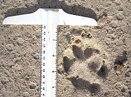 AnimalTracks0508_06.jpg