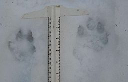 AnimalTracks0508_09.jpg