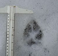 AnimalTracks0508_11.jpg