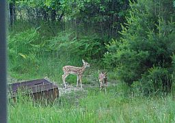 Fawns06-24-08_3.jpg