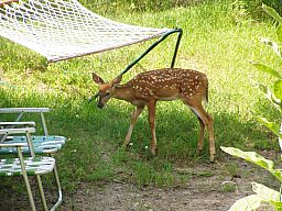 Fawns07-15-08_03.jpg