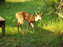 Fawns07-16-08_03.jpg