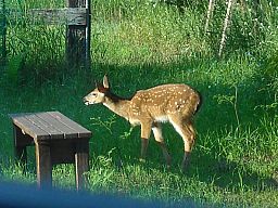 Fawns7-16-08_02.jpg