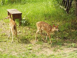 Fawns7-18-08_02.jpg