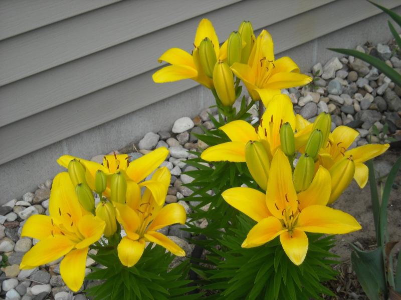 Flowers_07-14-11_12.jpg