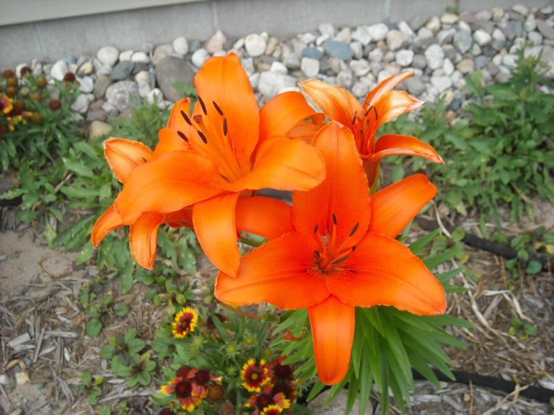 Flowers_07-14-11_14.jpg