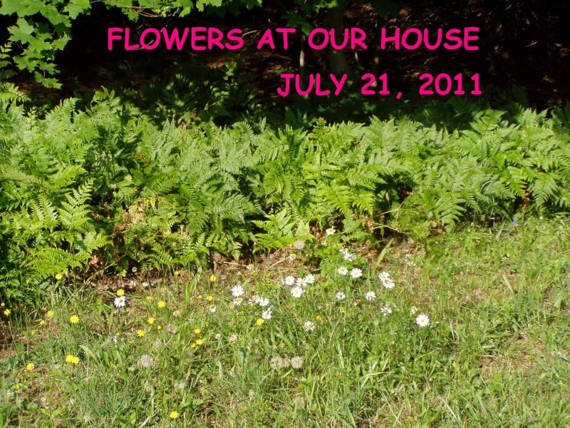 Flowers_07-21-11_01.jpg