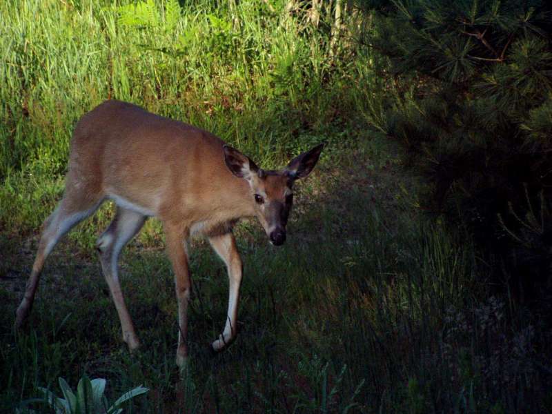 Deer06-12-09_04.jpg