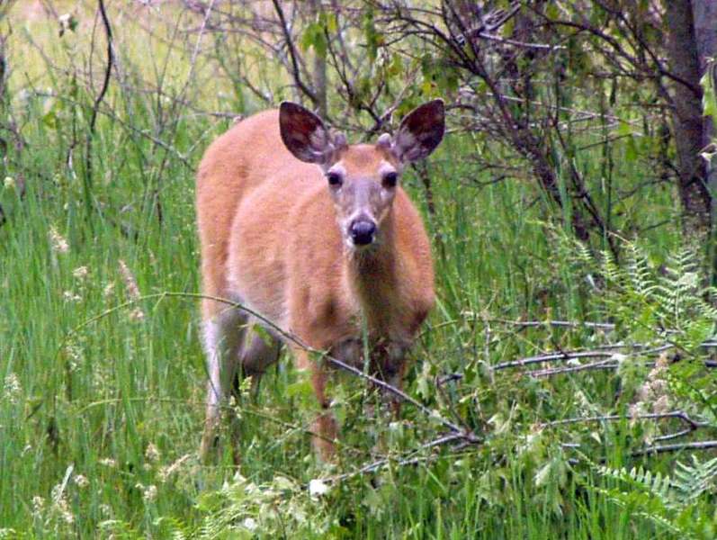 Deer06-15-09_05.jpg