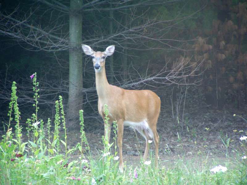 Deer07-20-09_07.jpg