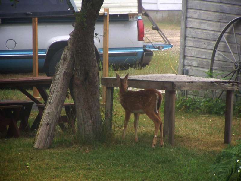 Deer07-23-09_02.jpg