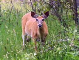 Deer06-15-09_05.jpg