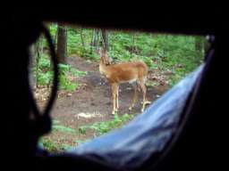 Deer07-15-09_03.jpg