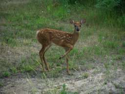 Deer07-20-09_01.jpg