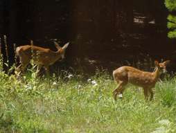 Deer08-06-09_04.jpg