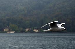 010-Sw13-Boat2Gersau_09.jpg 010-Sw13-Boat2Gersau_09.jpg