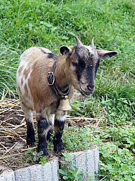 020-Rotschuo_04.jpg 020-Rotschuo_04.jpg