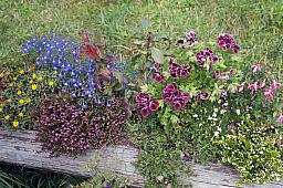 025-MtRigi_30.jpg 025-MtRigi_30.jpg