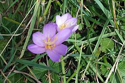 025-MtRigi_36.jpg 025-MtRigi_36.jpg