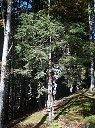 210-RothornBahn_35.jpg 210-RothornBahn_35.jpg