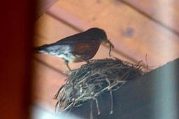 044_ChaletLandhaus13.jpg 044_ChaletLandhaus13.jpg