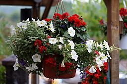 055_BrendasBlumenladen.jpg 055_BrendasBlumenladen.jpg