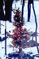 ChristmasTrees16_009.jpg