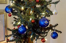 ChristmasTrees17_50.jpg