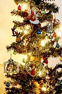 ChristmasTrees17_54.jpg